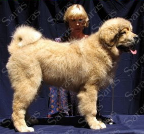 Saras Himalaya Aslan