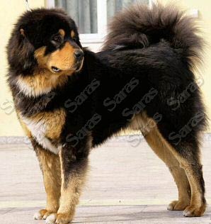 Rustum of Saras