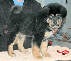 V Litter Male Pup