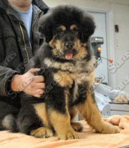 V Litter Male Pup