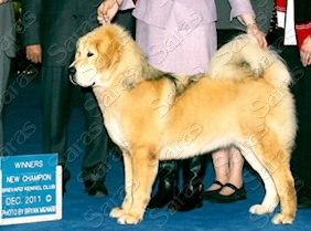 Comancheria's Chesapeake at Saras