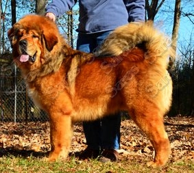 Saras Himalaya's Caspian