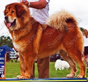 SARAS HIMALAYA'S CAN'T BUY ME LOVE