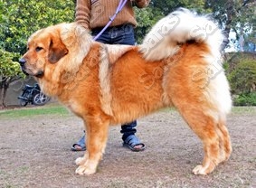 Ind Ch Comancheria's Dakota Animosh at Saras