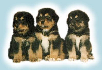 Adorable Saras Puppies