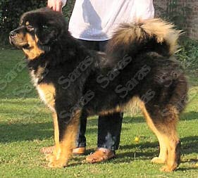 Himalaya's Yelena at Saras