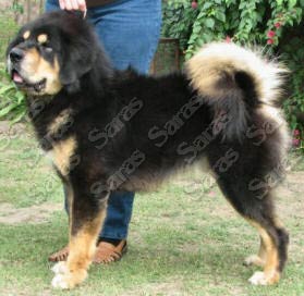 Himalaya's Zabo at Saras